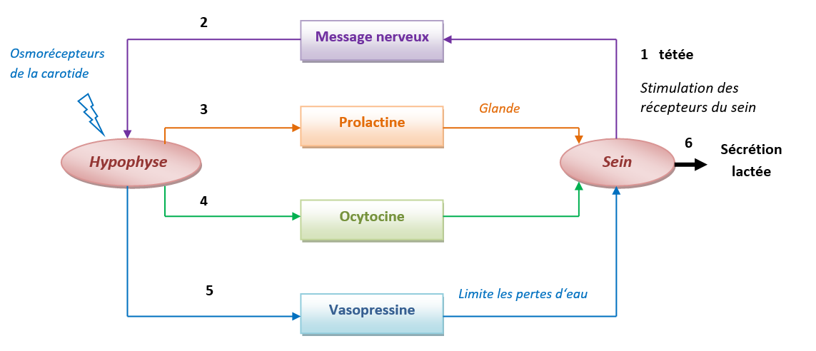 levure de biere lactation